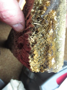 termite home inspection termite in wood, Termite damage